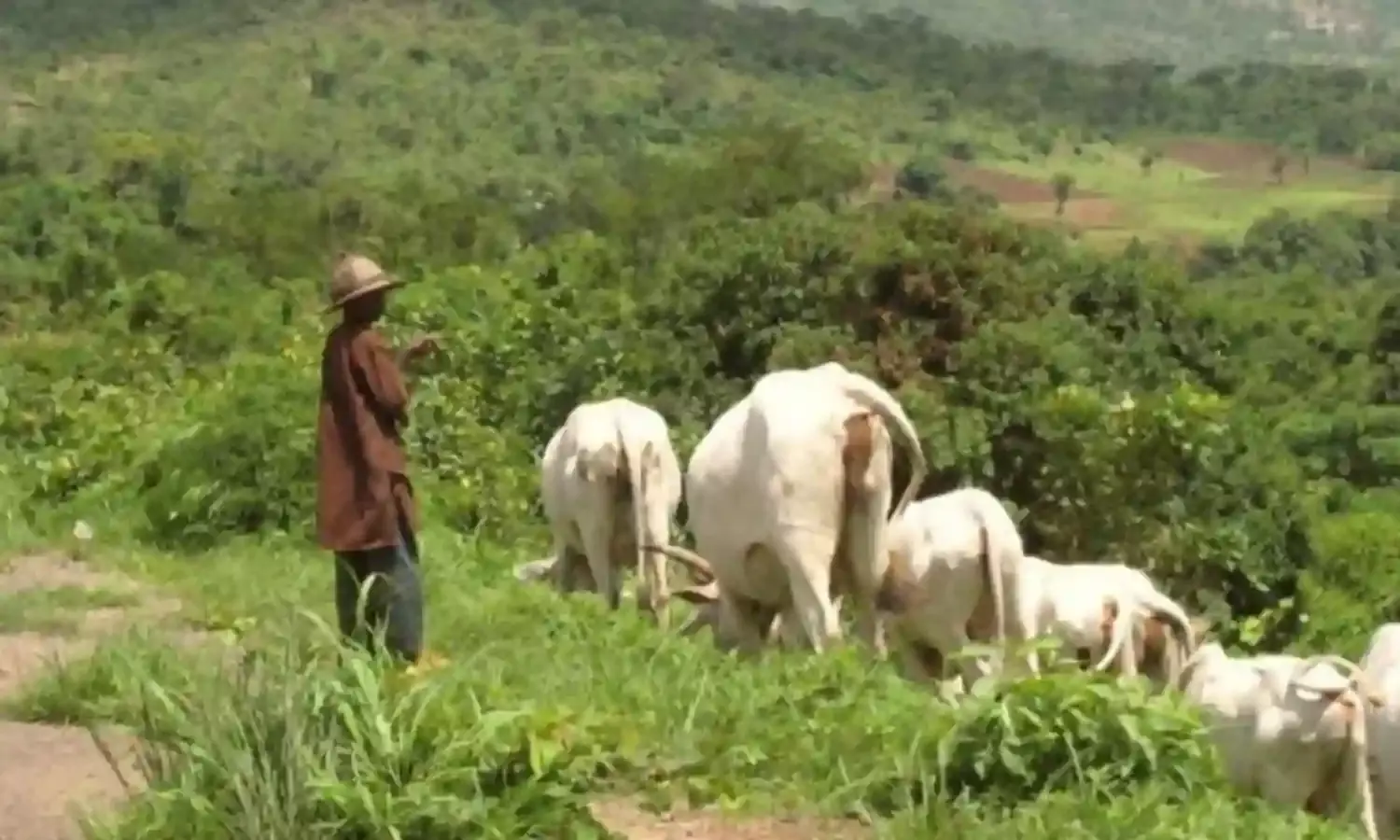 Jigawa Govt. to Demarcate 95km of Grazing Reserves, Cattle Routes