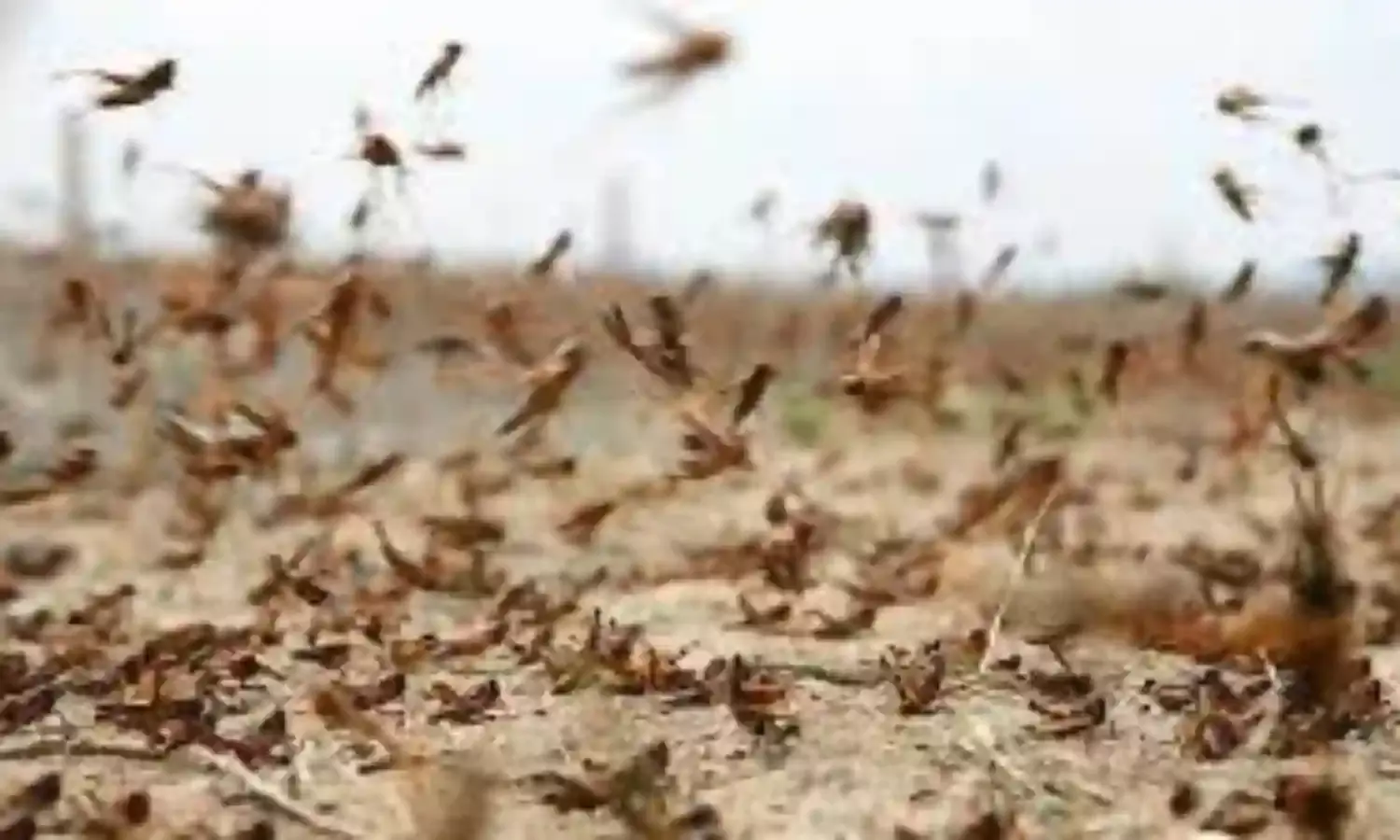 Locust Outbreak Destroys 700,000 Hectares of Land in Namibia