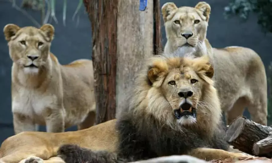 Philanthropist Adopts 3 Lions From Imo Zoo