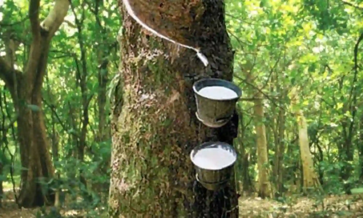 Key into rubber farming, association counsels job seeking youth