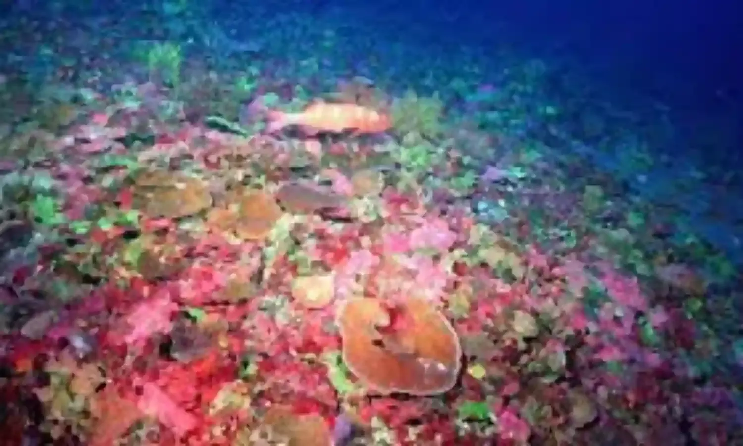 Australian Deep-Sea Reef Study Could Uncover New Species