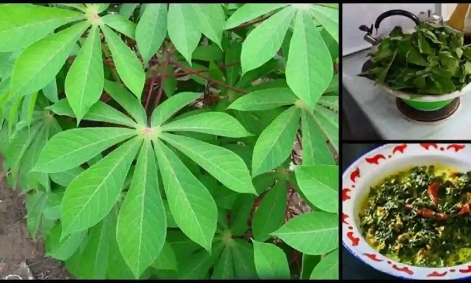 Explore potential, benefits of Cassava leaves – Expert