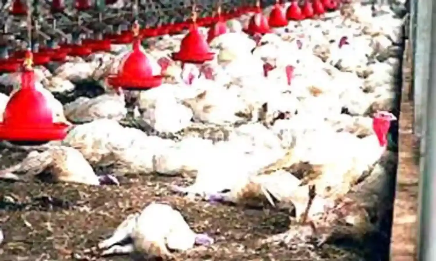 53,000 poultry birds lost to avian flu in Niger – Official