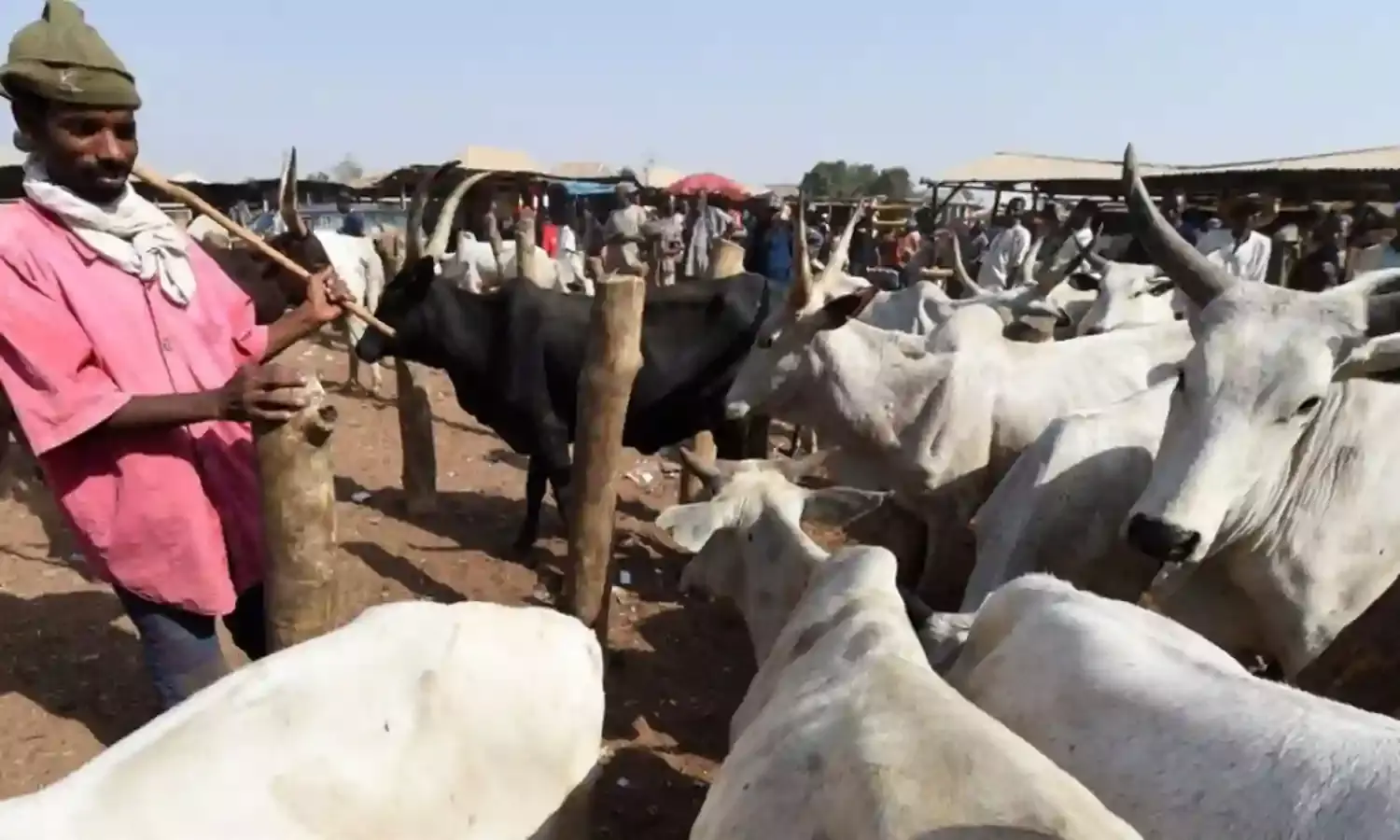 Governor’s aide advocates implementation of National Livestock Transformation Plan