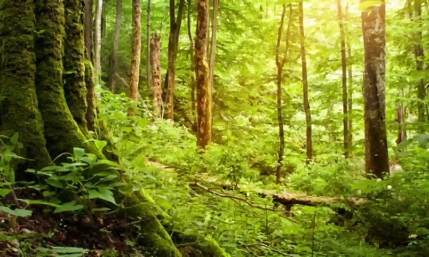 World Forest Day: Environmentalists say Nigeria’s forests, reduced to less than 25 %