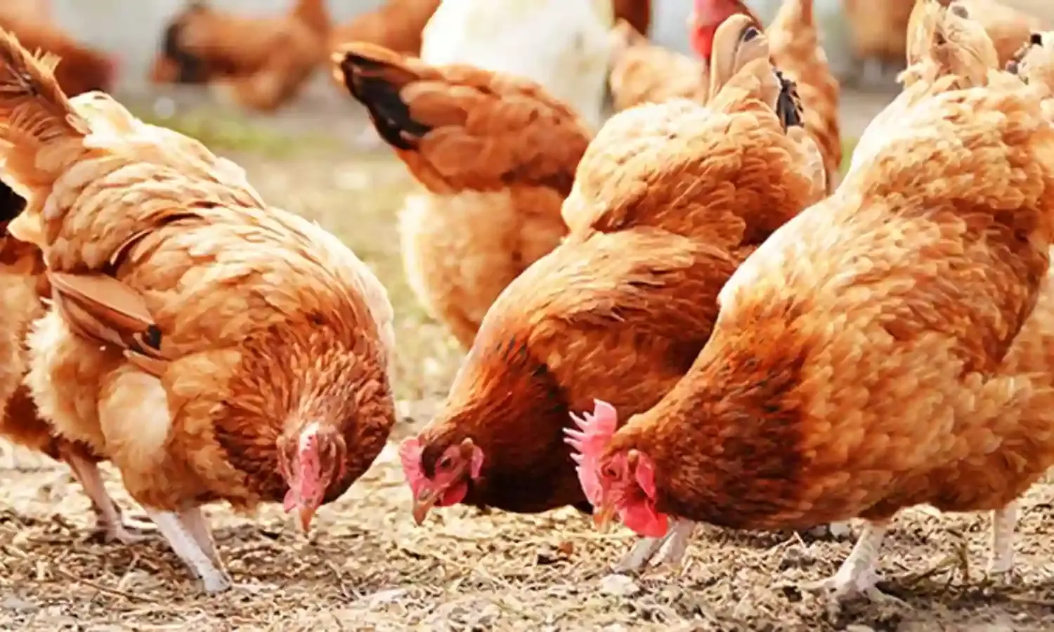 Scientist urges livestock farmers to adopt biosecurity