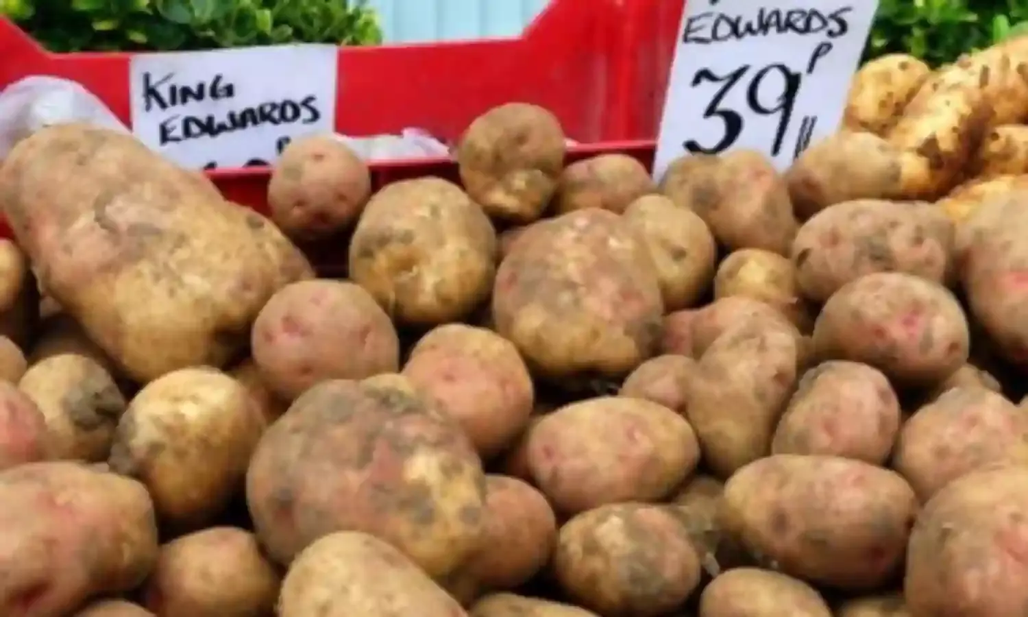 Potato Association Calls for Re-introduction