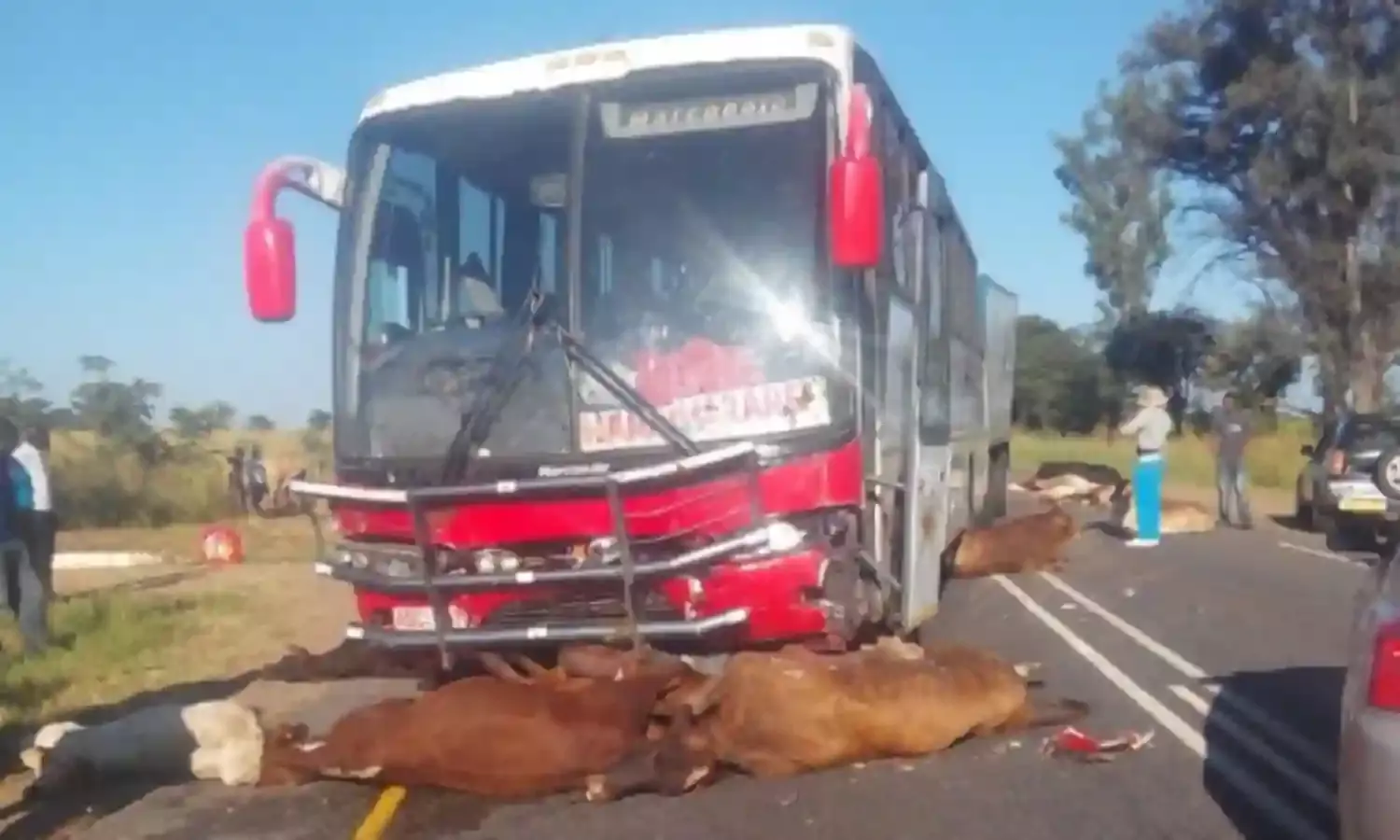 Bus Kills 12 heads of Cattle in Western Zambia