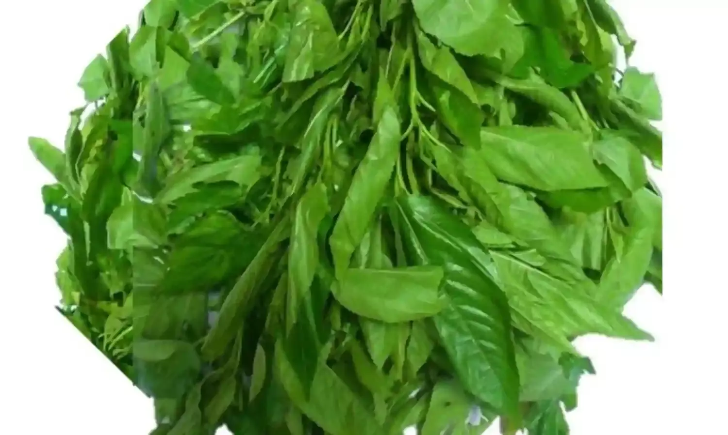 How Cultivating `Ewedu’ During Dry Season Will Be Highly Profitable