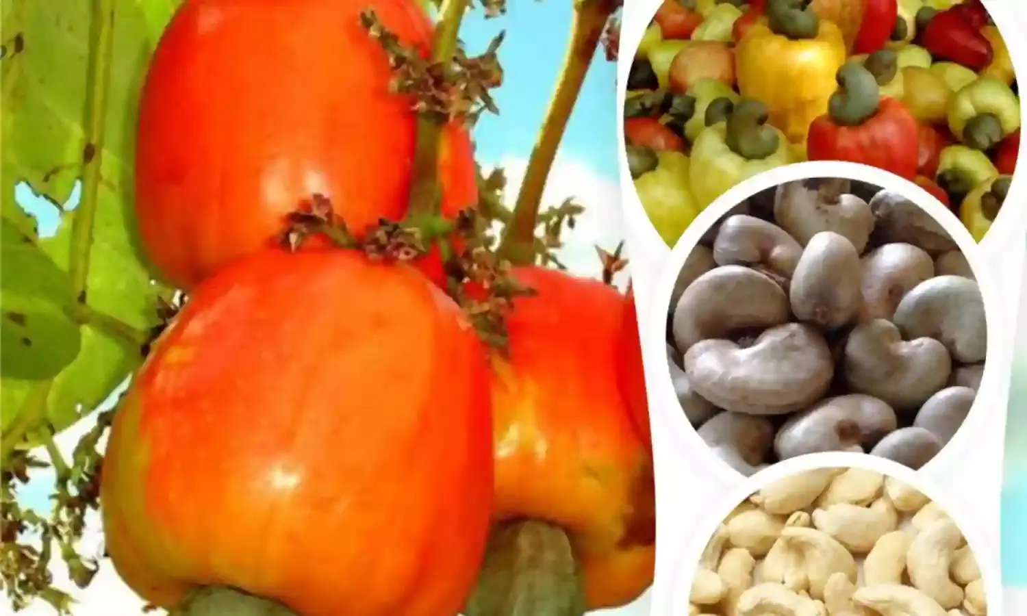 FG, U.S. Sign MoU to Boost Cashew Production