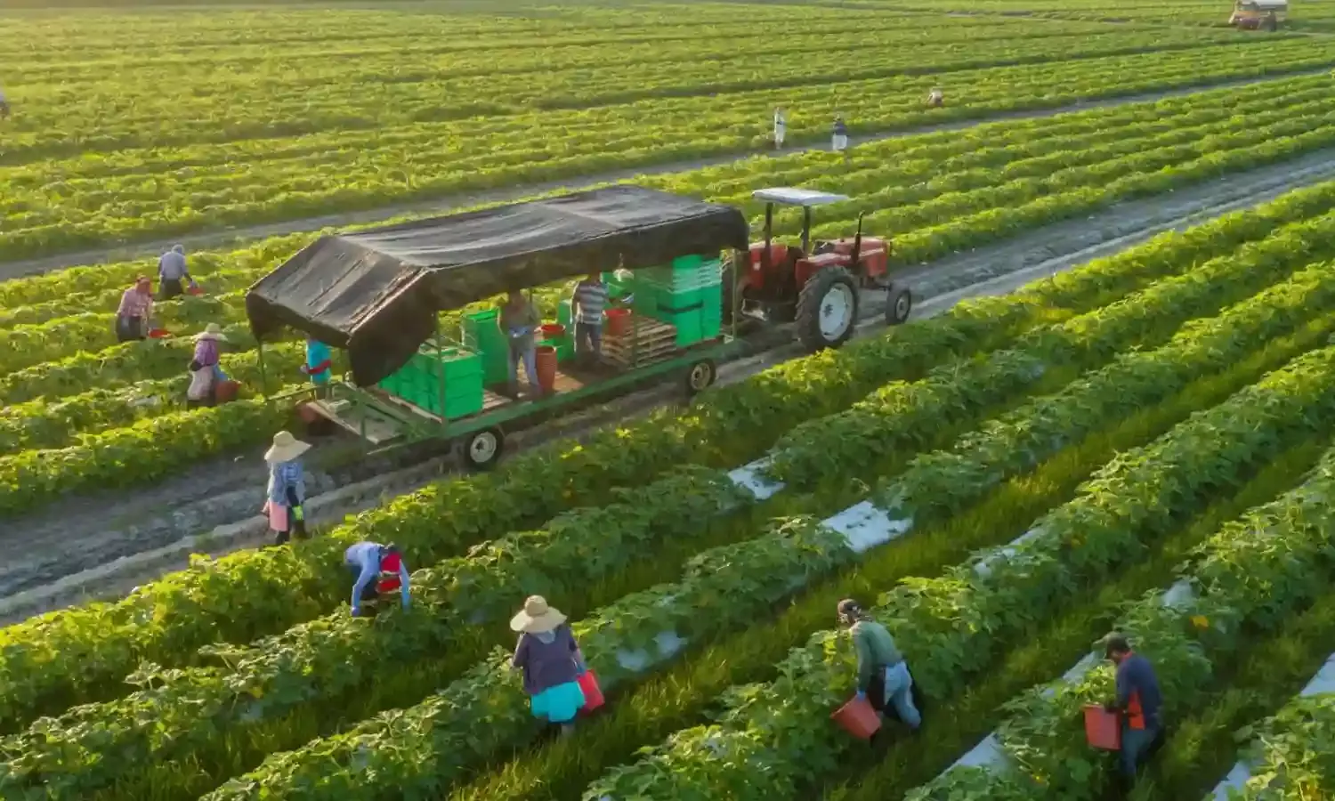 Farmers free to access farms despite lockdown – Kaduna govt