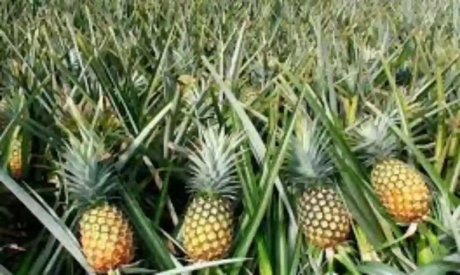 How Bromelain in Pineapple Mitigates Effects of COVID-19