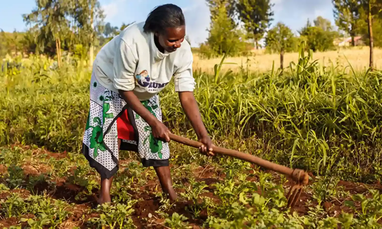 Nigeria@60: Farmer lauds FG’s new initiative on promoting agriculture