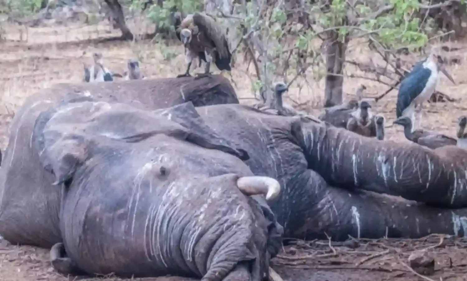 Botswana wildlife office investigates new mysterious elephant deaths