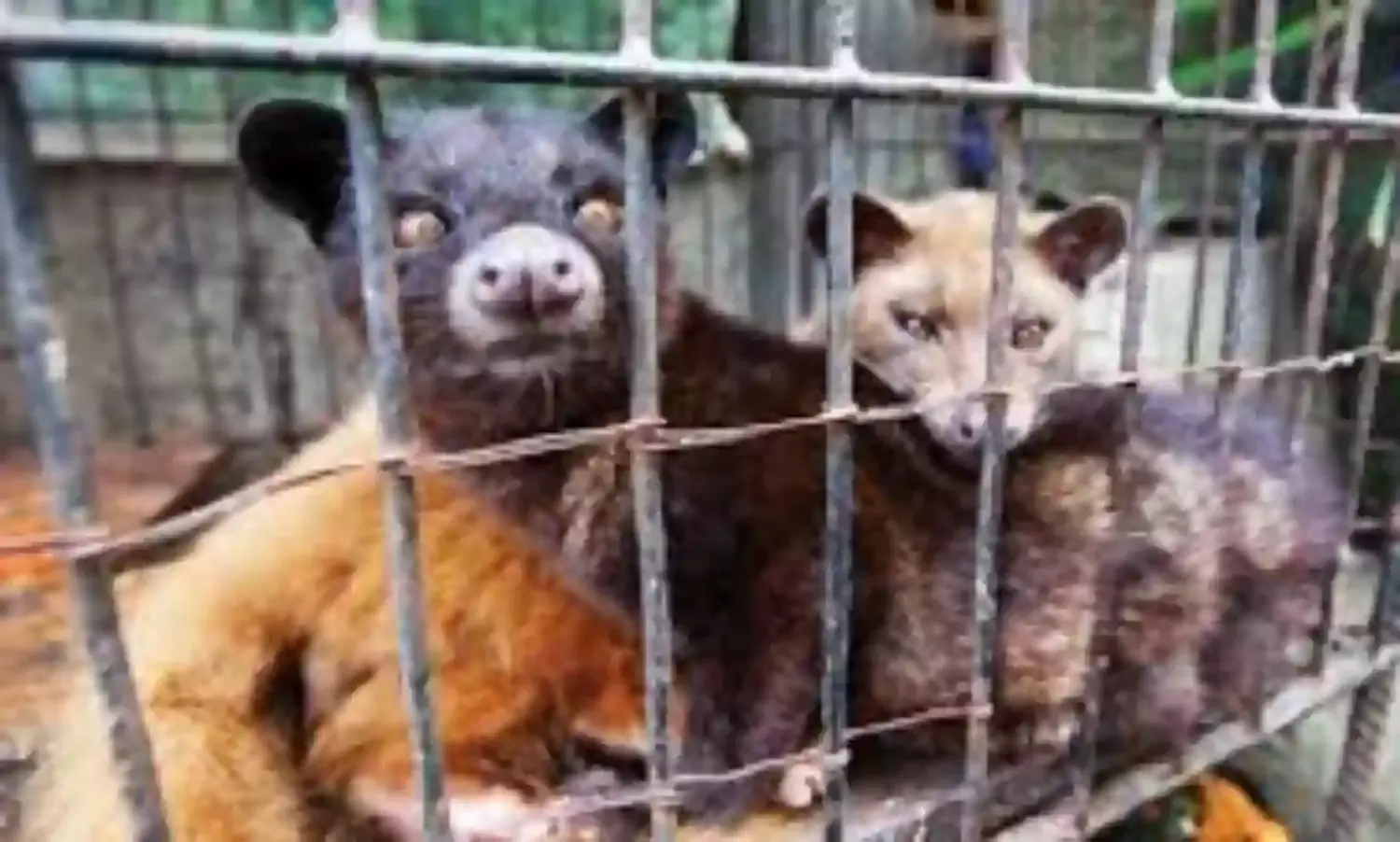 COVID-19: World Wildlife Fund warns against unregulated wild animal trade