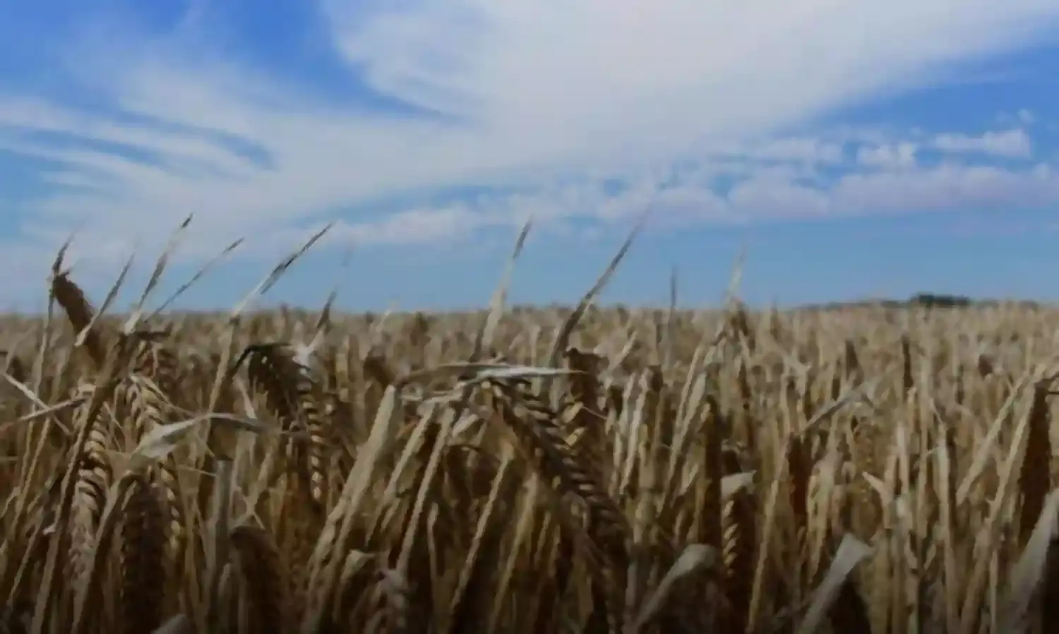 Australia ups ante in China trade row with appeal to WTO over Beijing barley tariffs