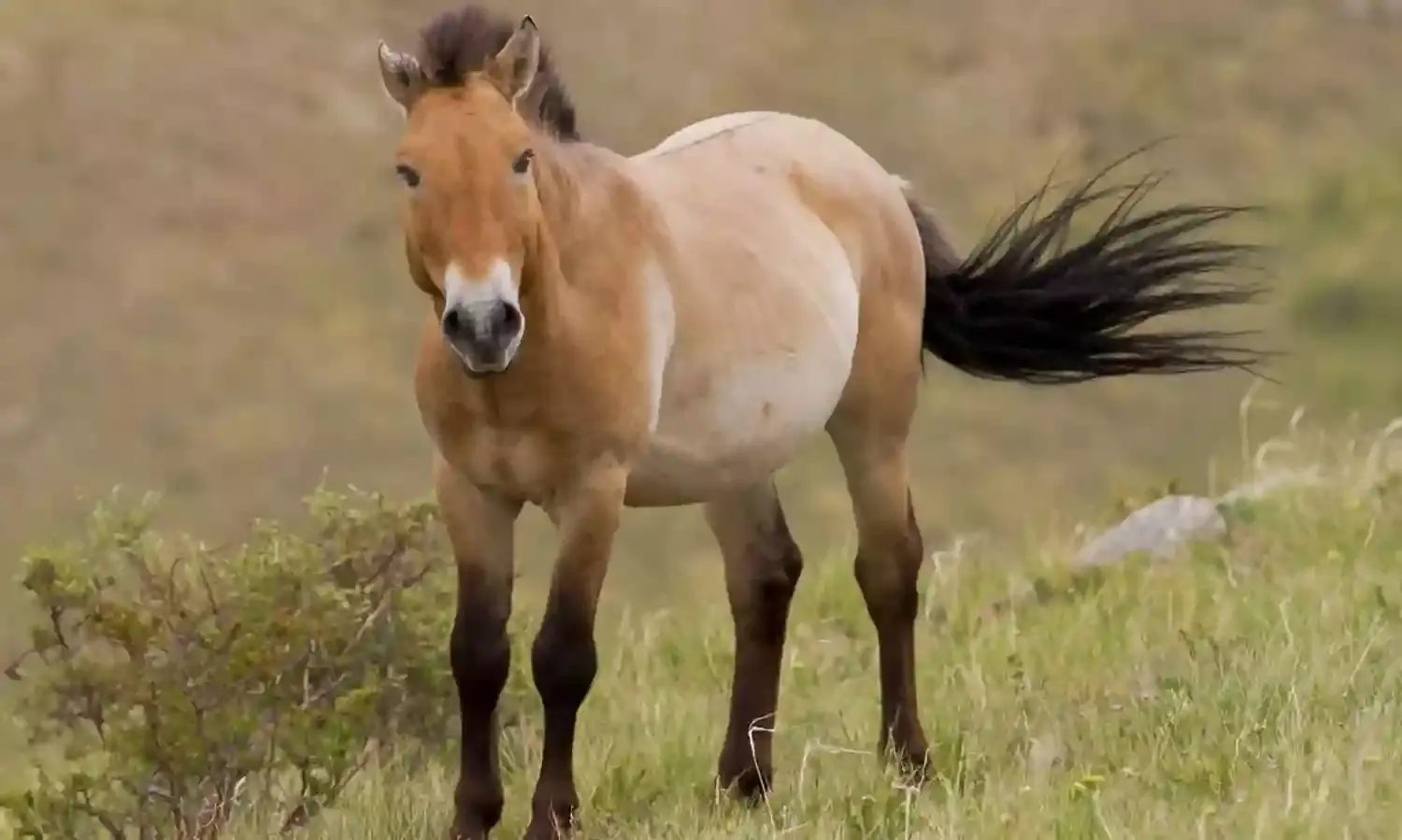 China breeding centre prepares endangered horses for winter