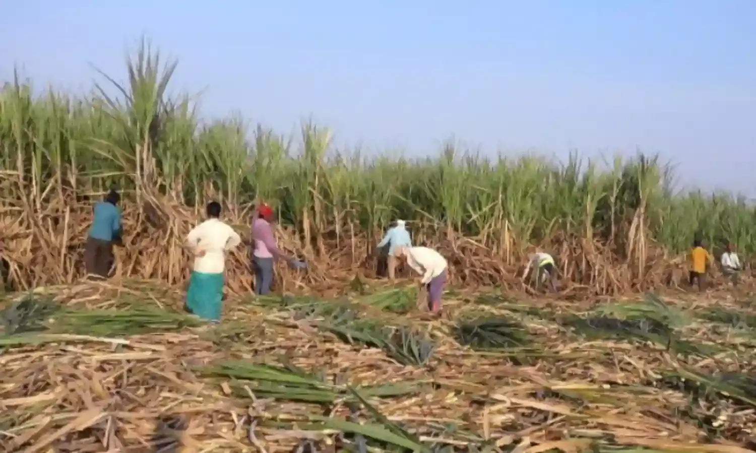 India’s sugar crop faces delays with COVID-19 raging throughout nation