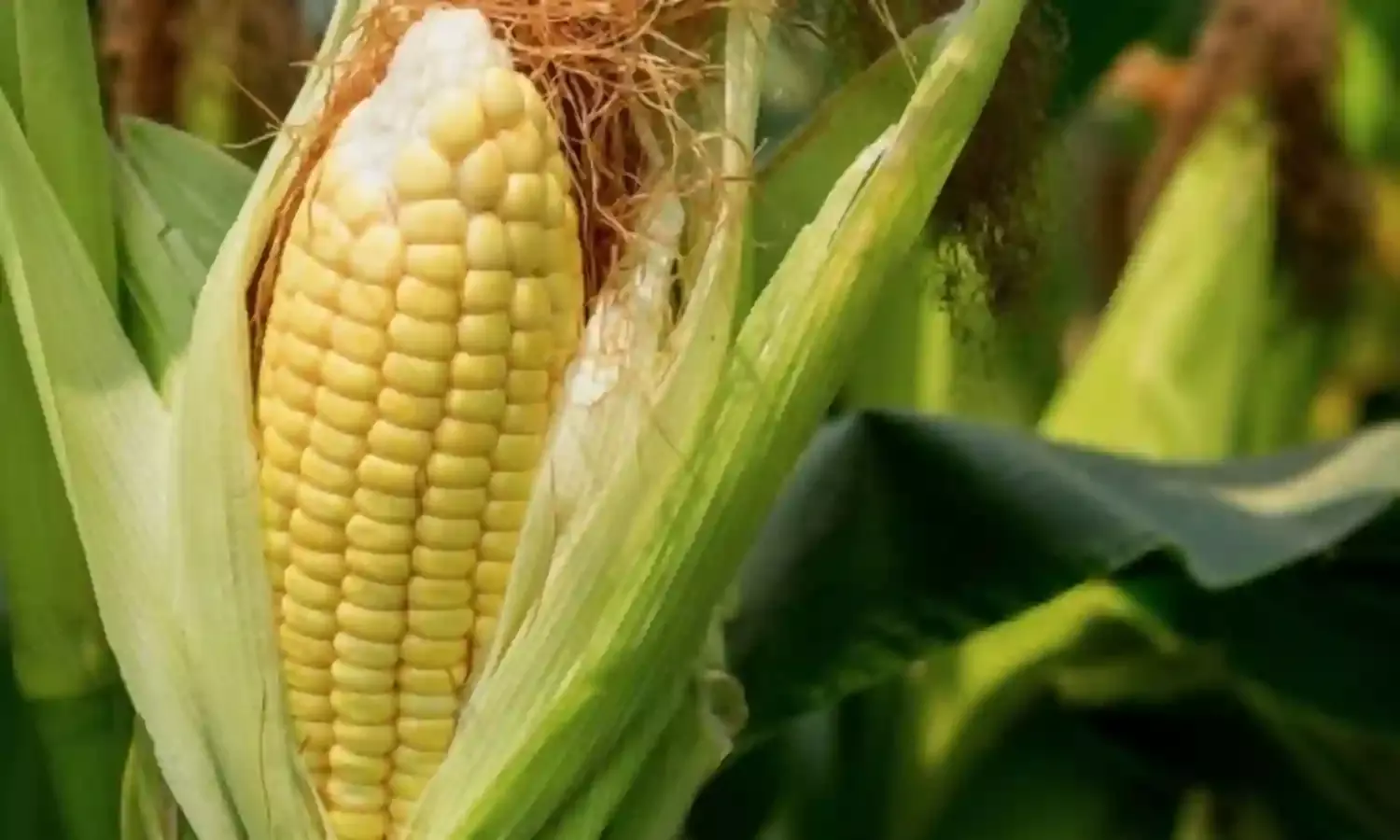 Maize farmers call for end to insecurity to enhance food production