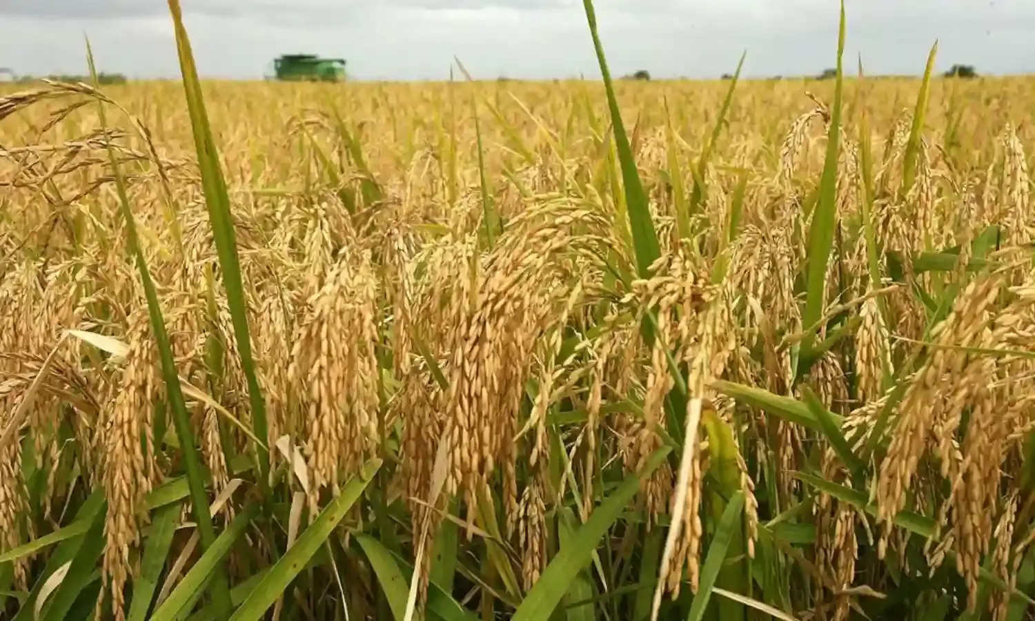 Rice farmers starts wet season planting