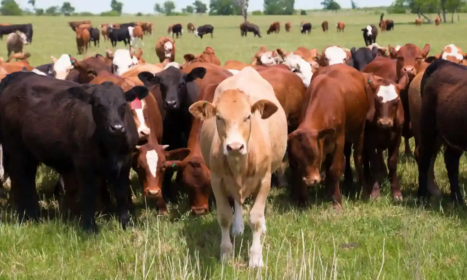 No movement of Cattle from other states into Ogun- Commissioner