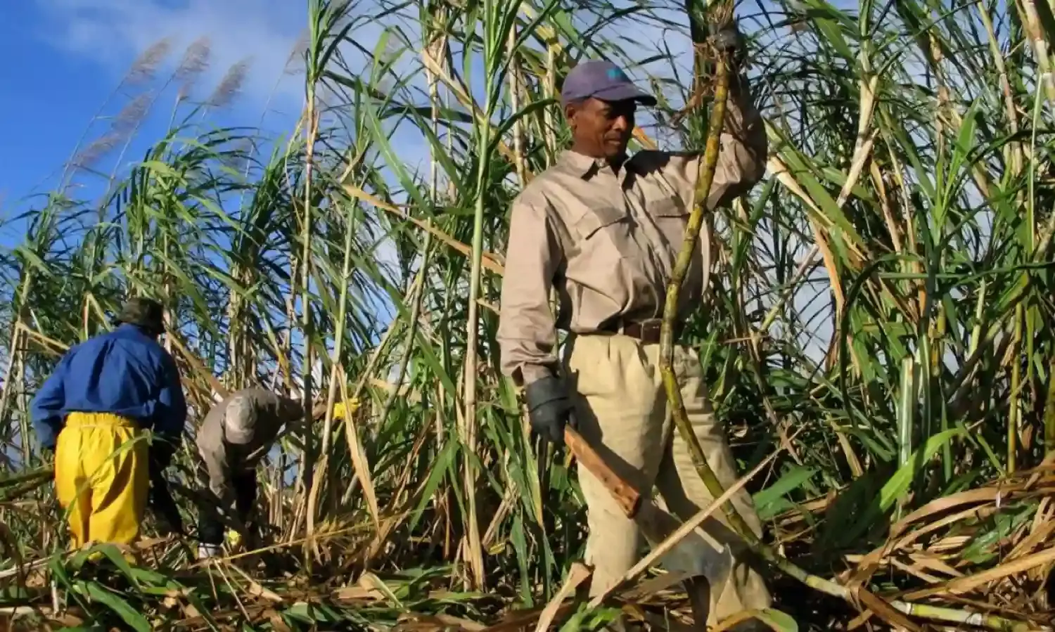 U.N. FAO: World food prices record decline in August for third month running