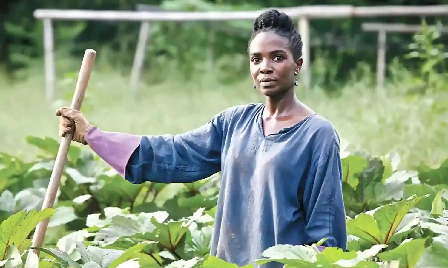 Farmers/herdsmen conflict: Don suggests adoption of controlled grazing policy
