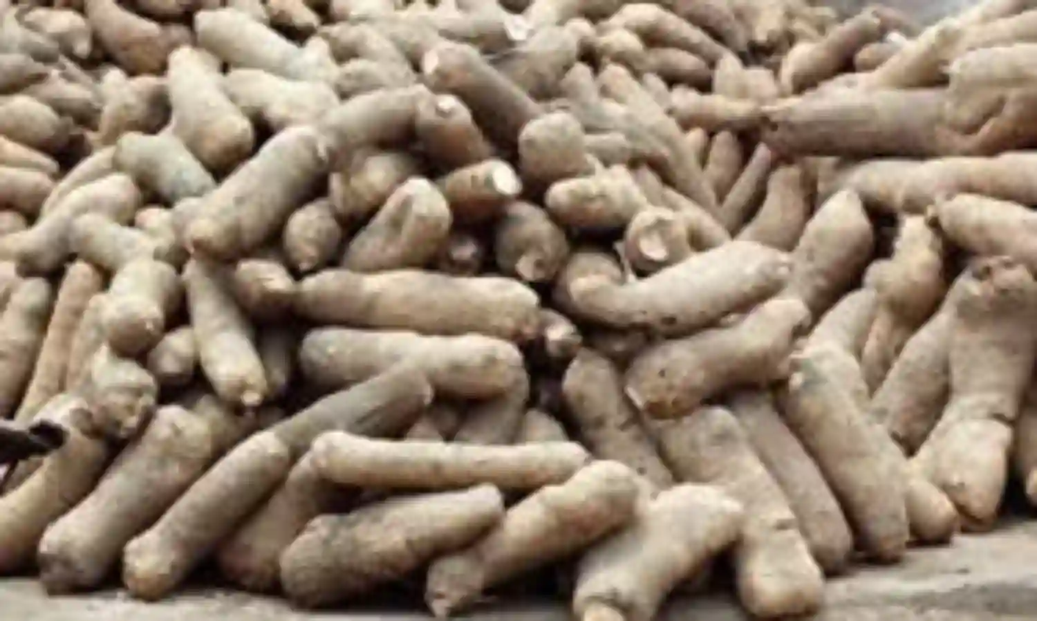 Yam committee set to take possession of Ikorodu terminal, to facilitate export