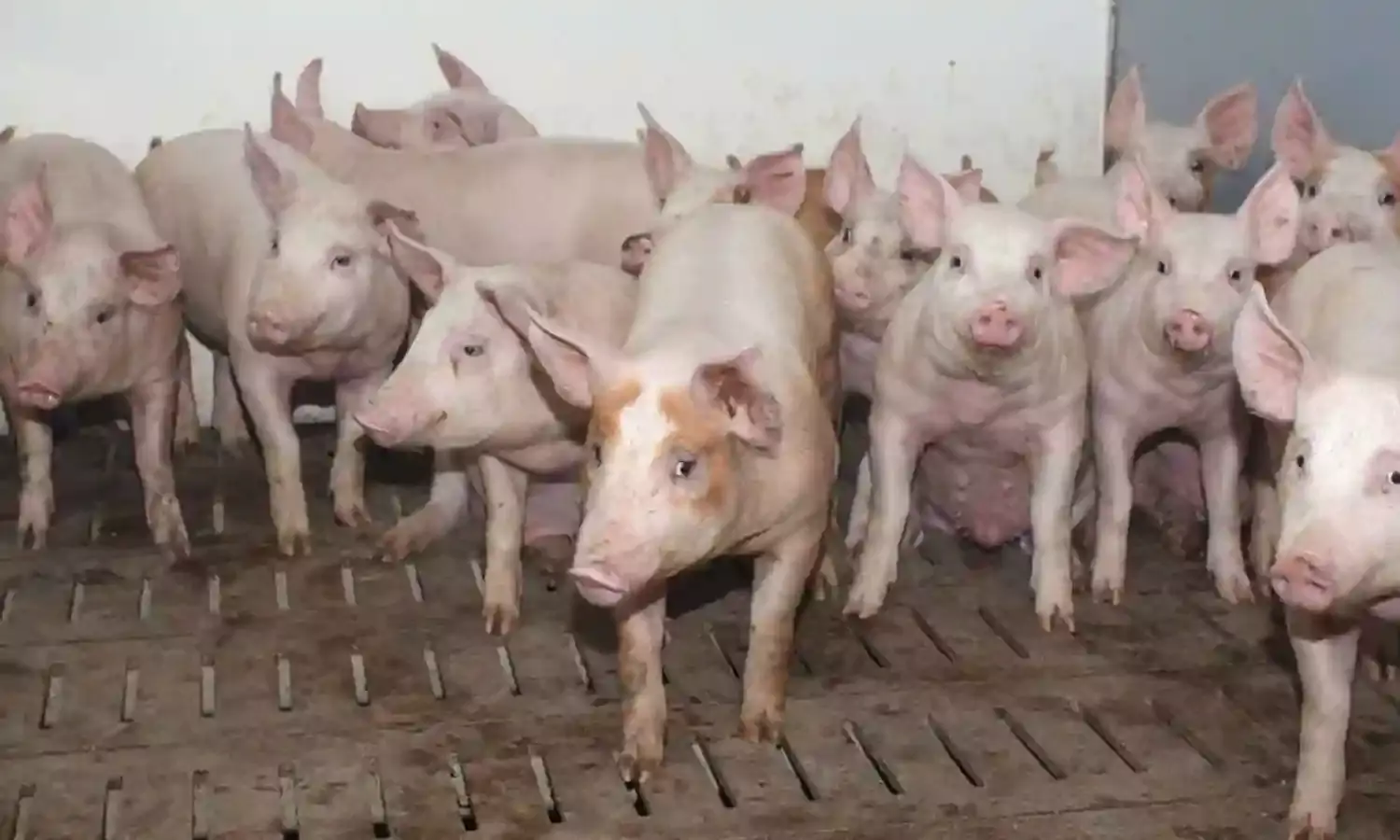 Why pig farming challenging, by farmer