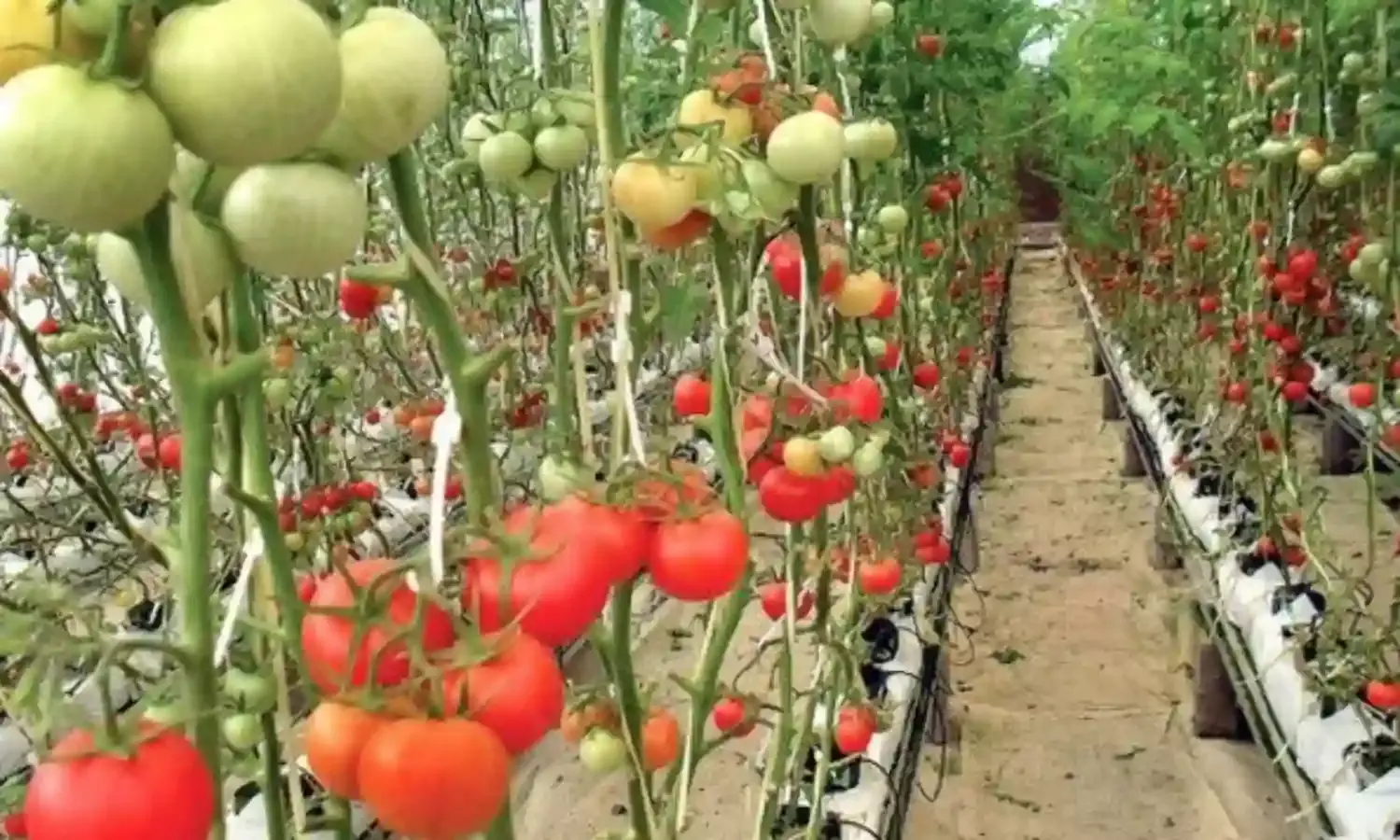 Hydroponic farming: Agriculturist says local farmers in Nigeria not yet ready
