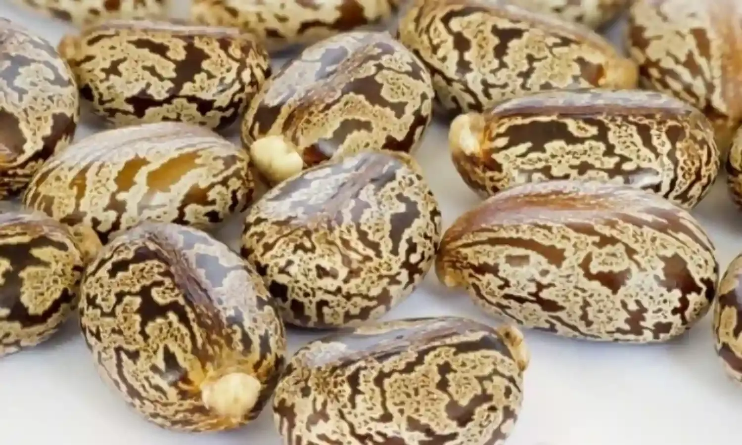 Castor farming will reduce unemployment by 50% – Expert