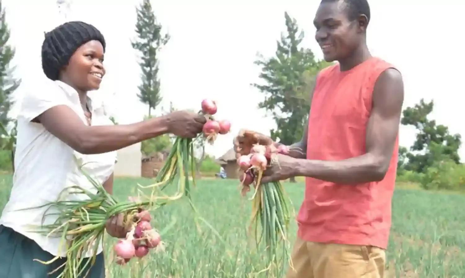 Onion farmers task Research Institutes on storage facilities
