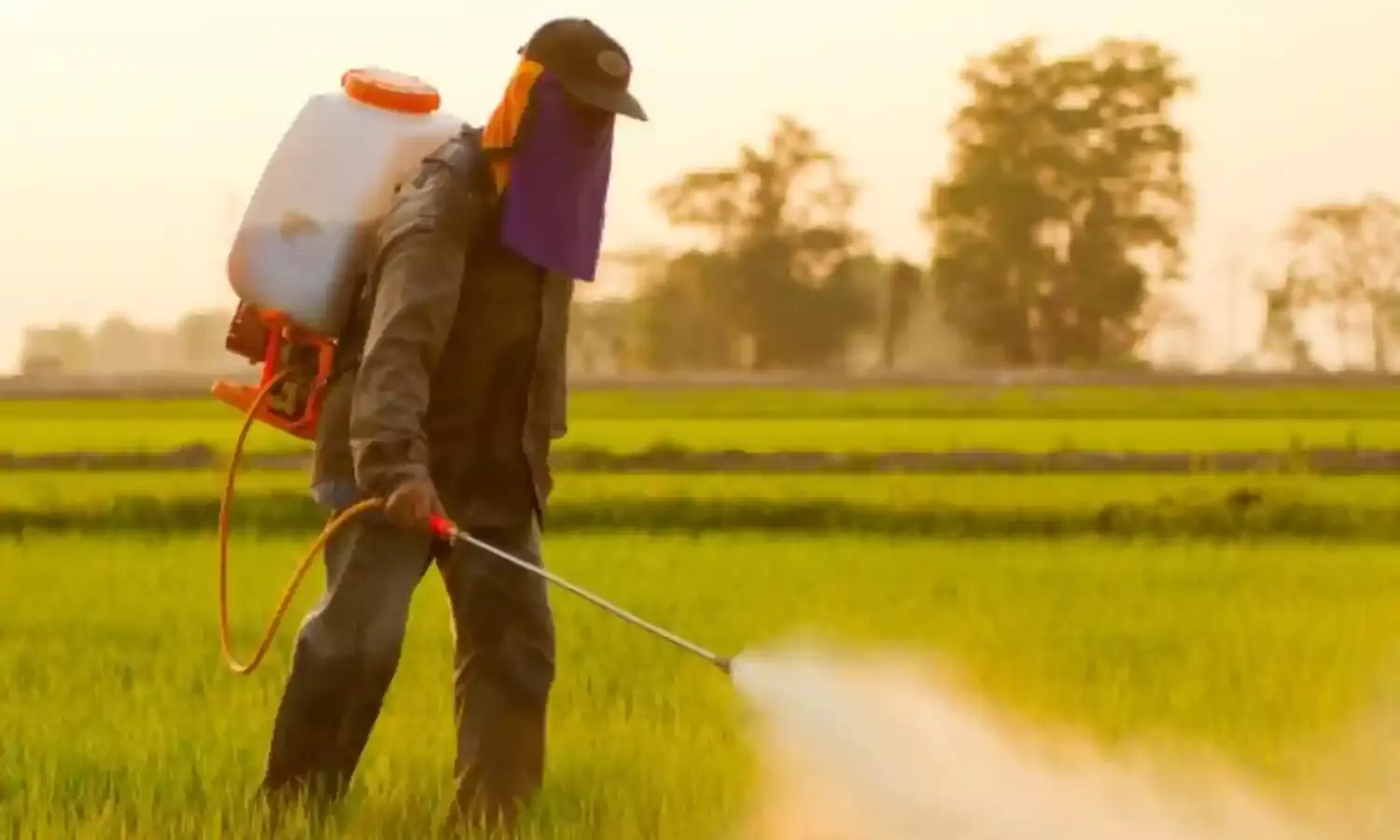 NIHORT develops technology for bio-pesticides extraction