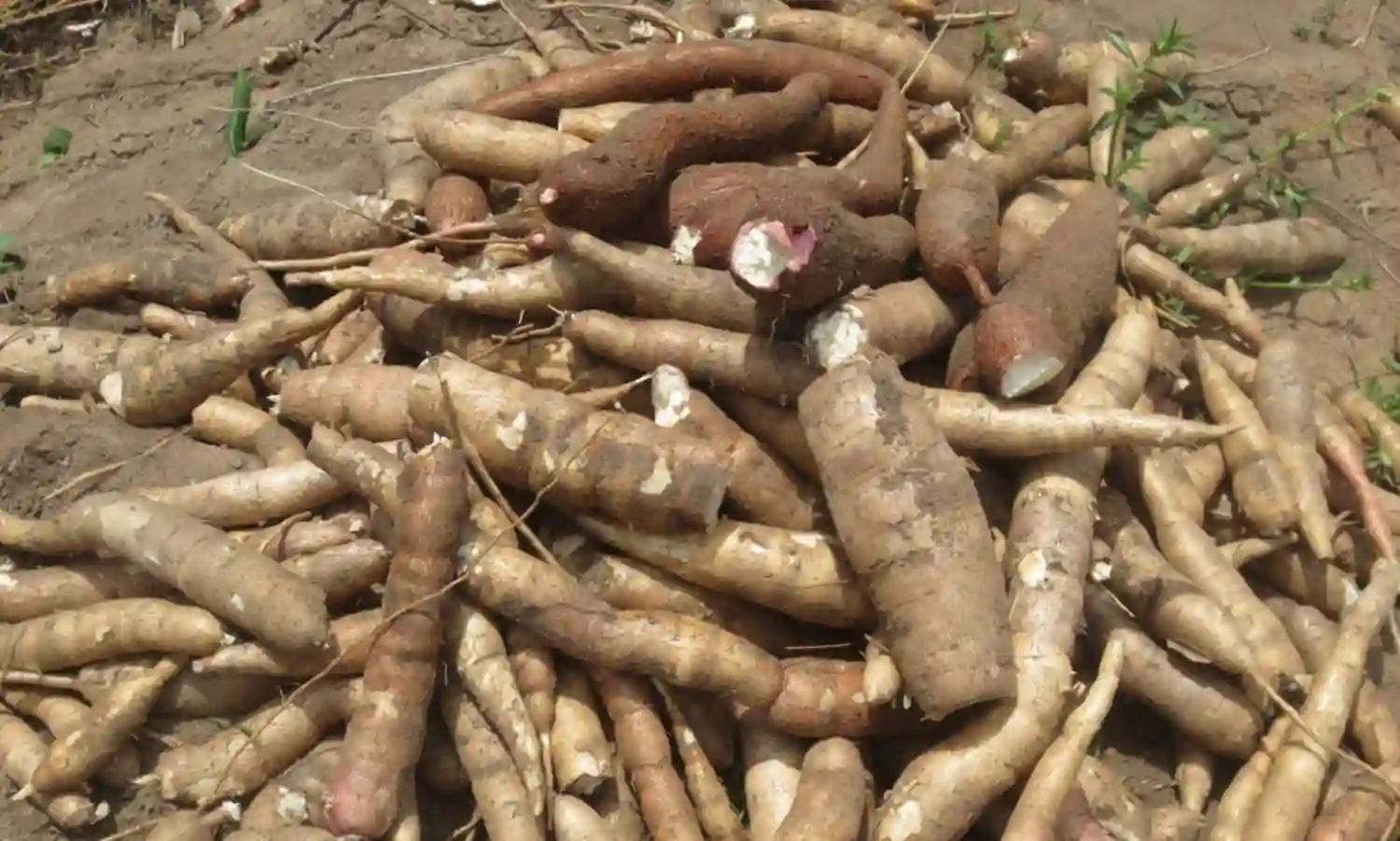 Early rain helps in harvesting of cassava tubers – AFAN Chairman