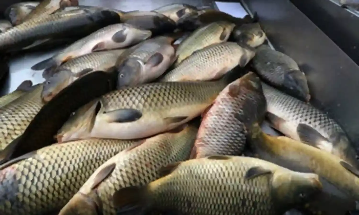 Fresh fish consumption can work against asthma – Study