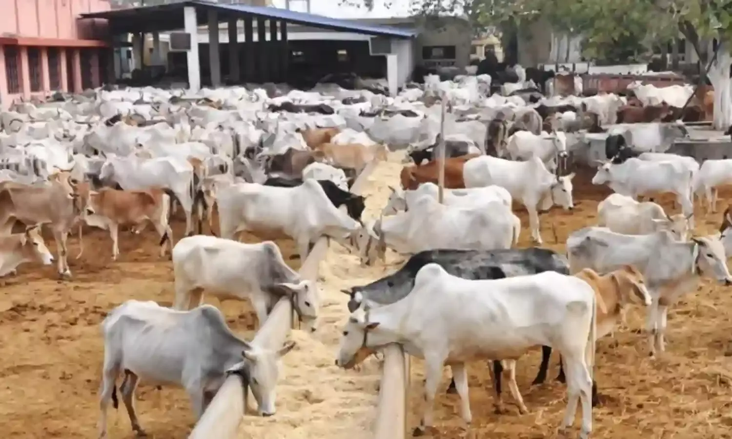 FAO holds forum on livestock, diary production in North East
