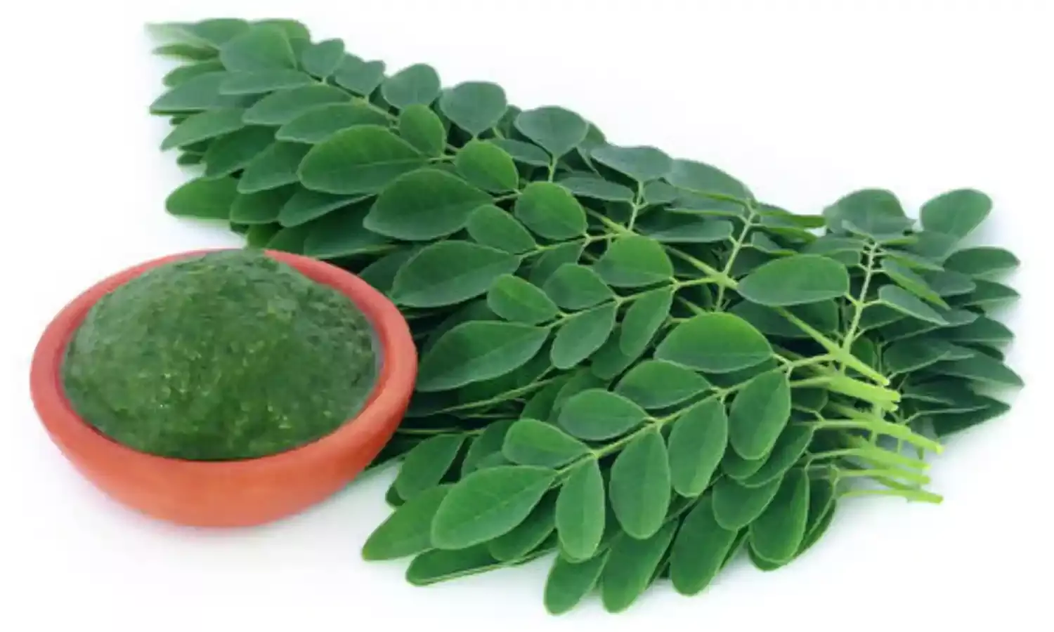 Moringa can cause congenital deformities – Study