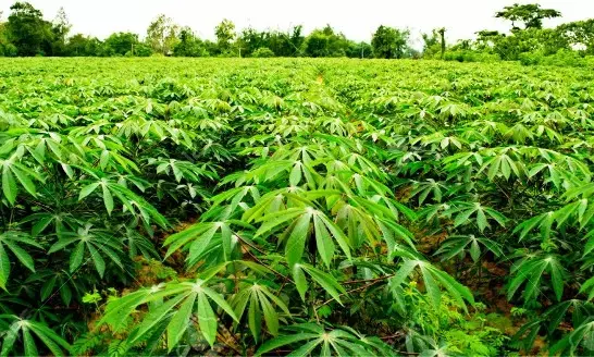 Cassava growers plan world summit on produce potentialities