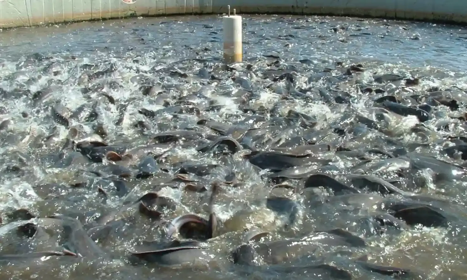 Expert urges Enugu residents to embrace fish farming