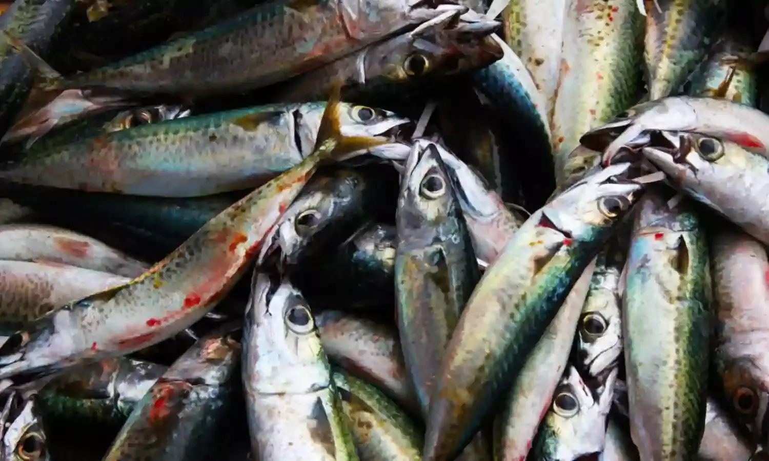 Aquaculturist expresses fear of imported fish influx in Nigeria soon