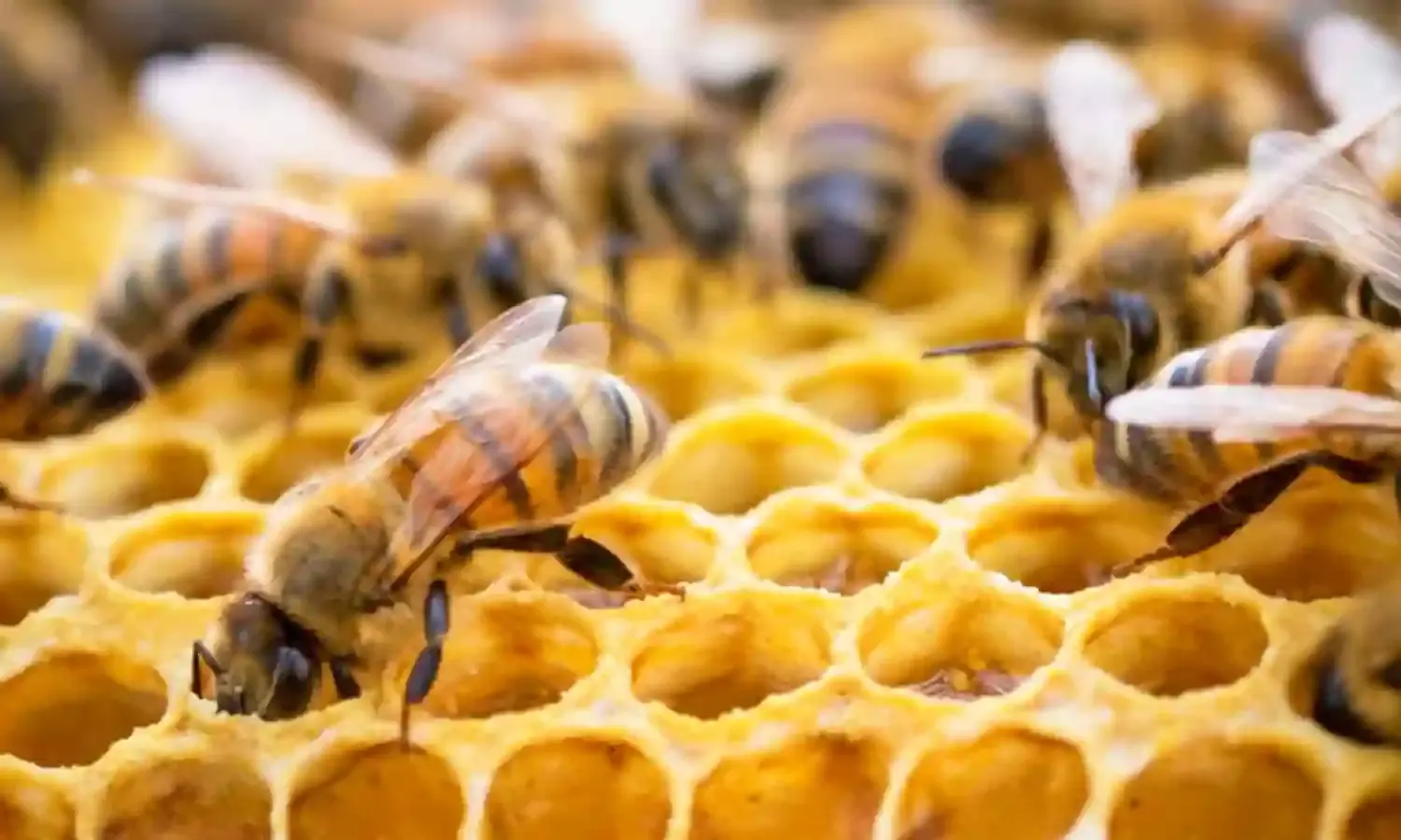 Expert says unregulate usage of agro-chemicals harmful to honey production