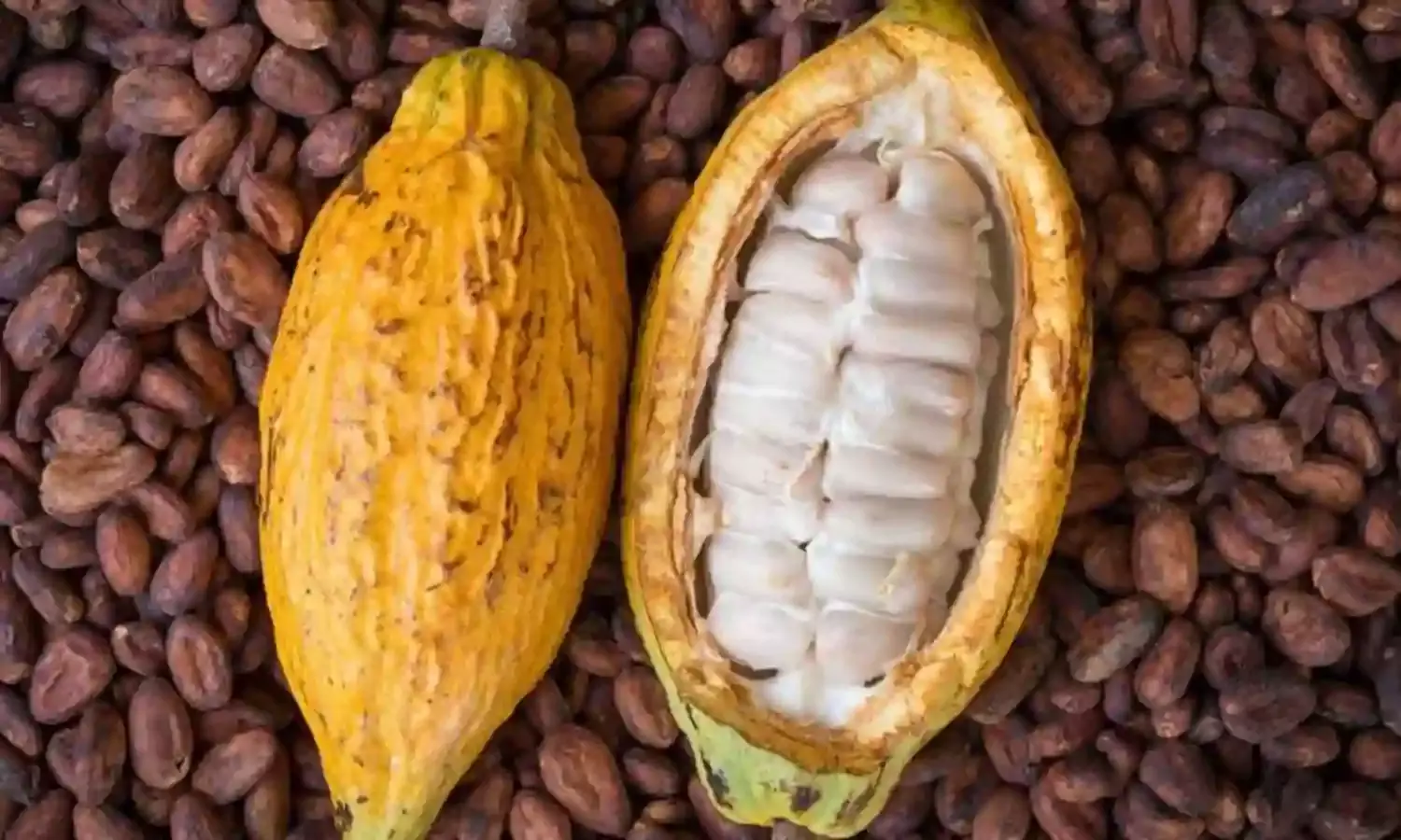 C’River govt to produce 500,000 tonnes of cocoa annually – Official