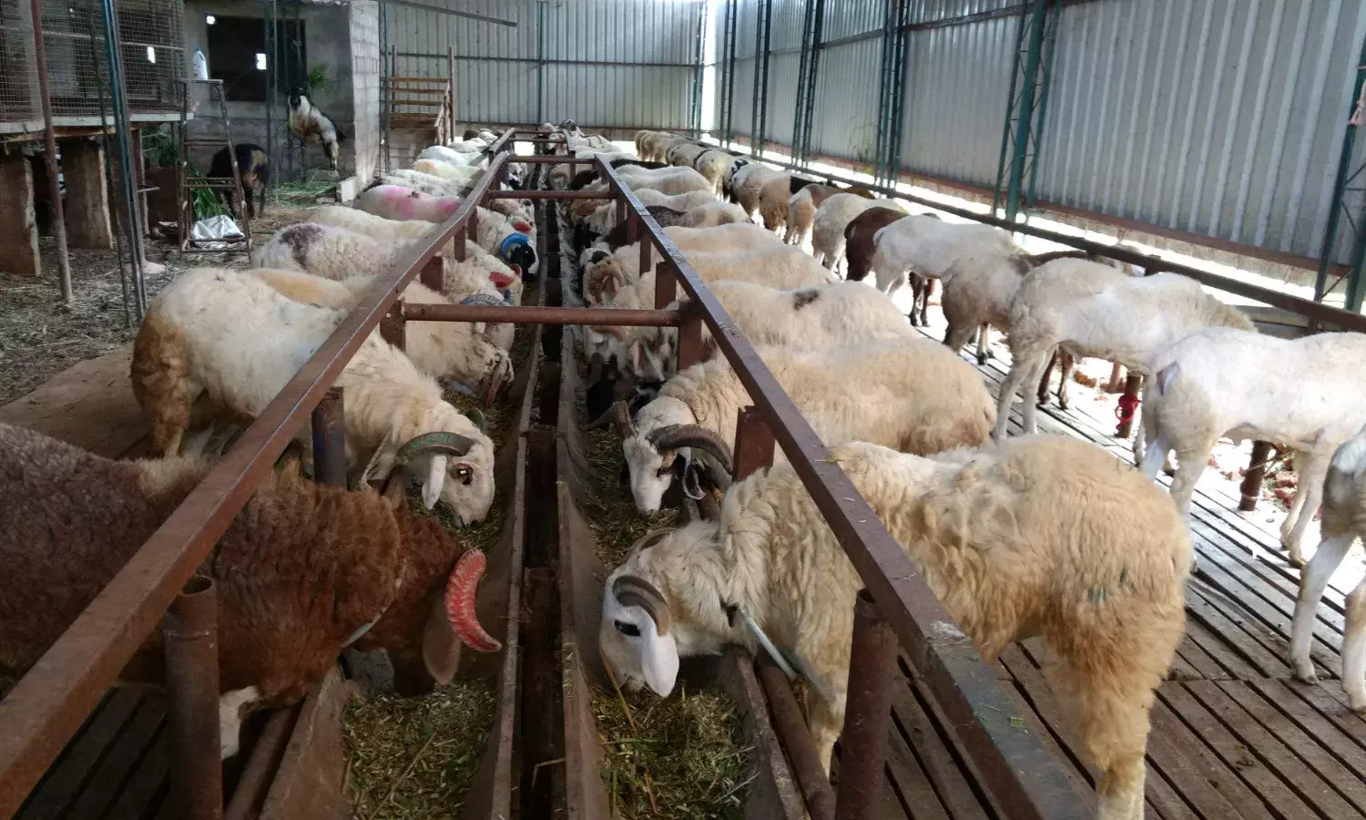 Association wants govt. support on modern breeding techniques