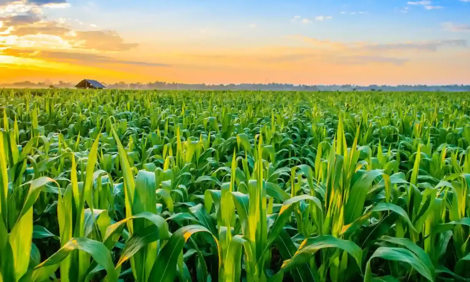 Food security: Agriculturist urges govt. to promote family gardening