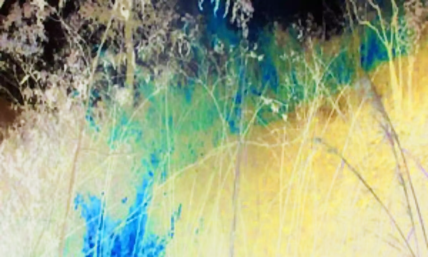 Environmentalist warns against bush burning during harmattan