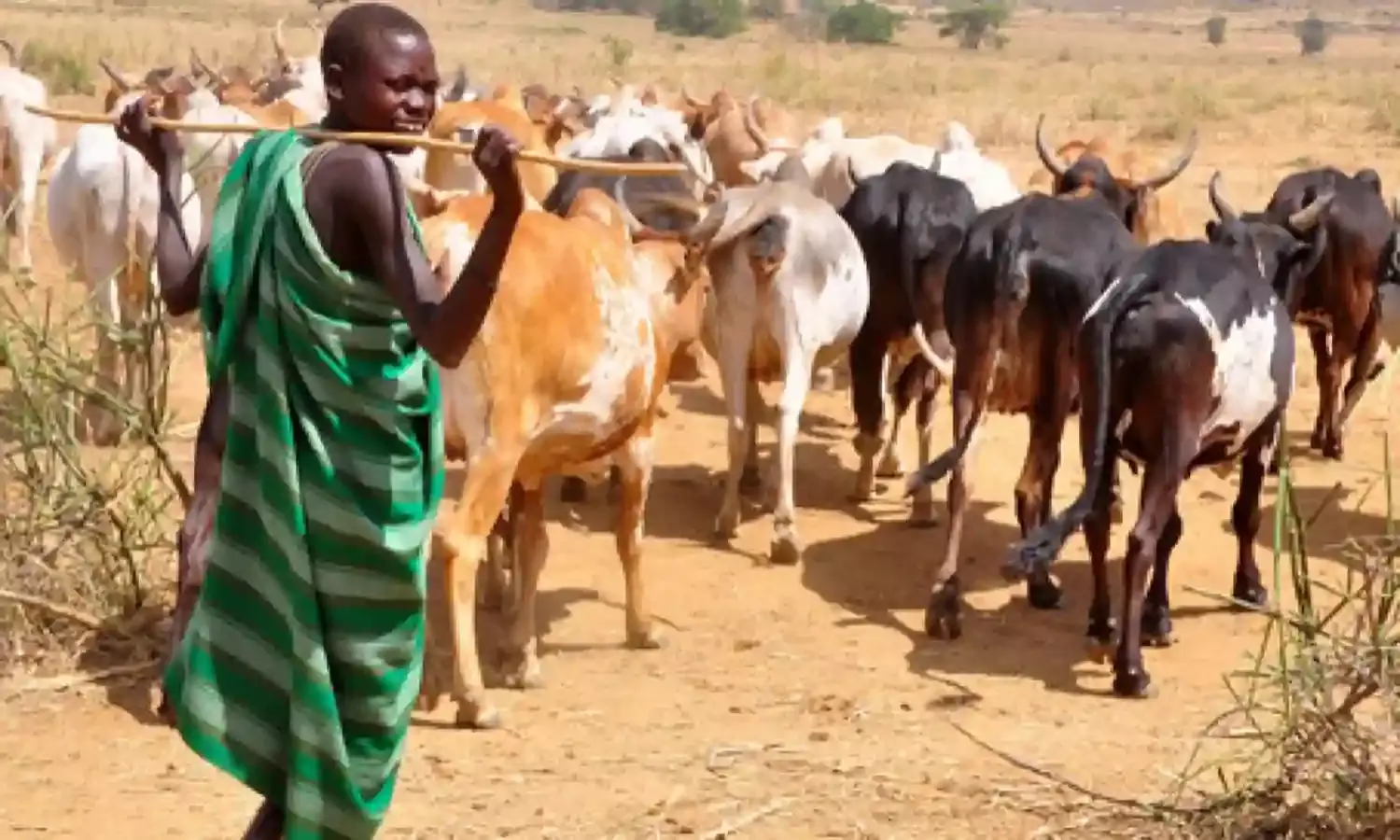 Outbreak of foot and mouth disease: Jigawa Govt directs cattle breeders to visit Veterinary Clinics