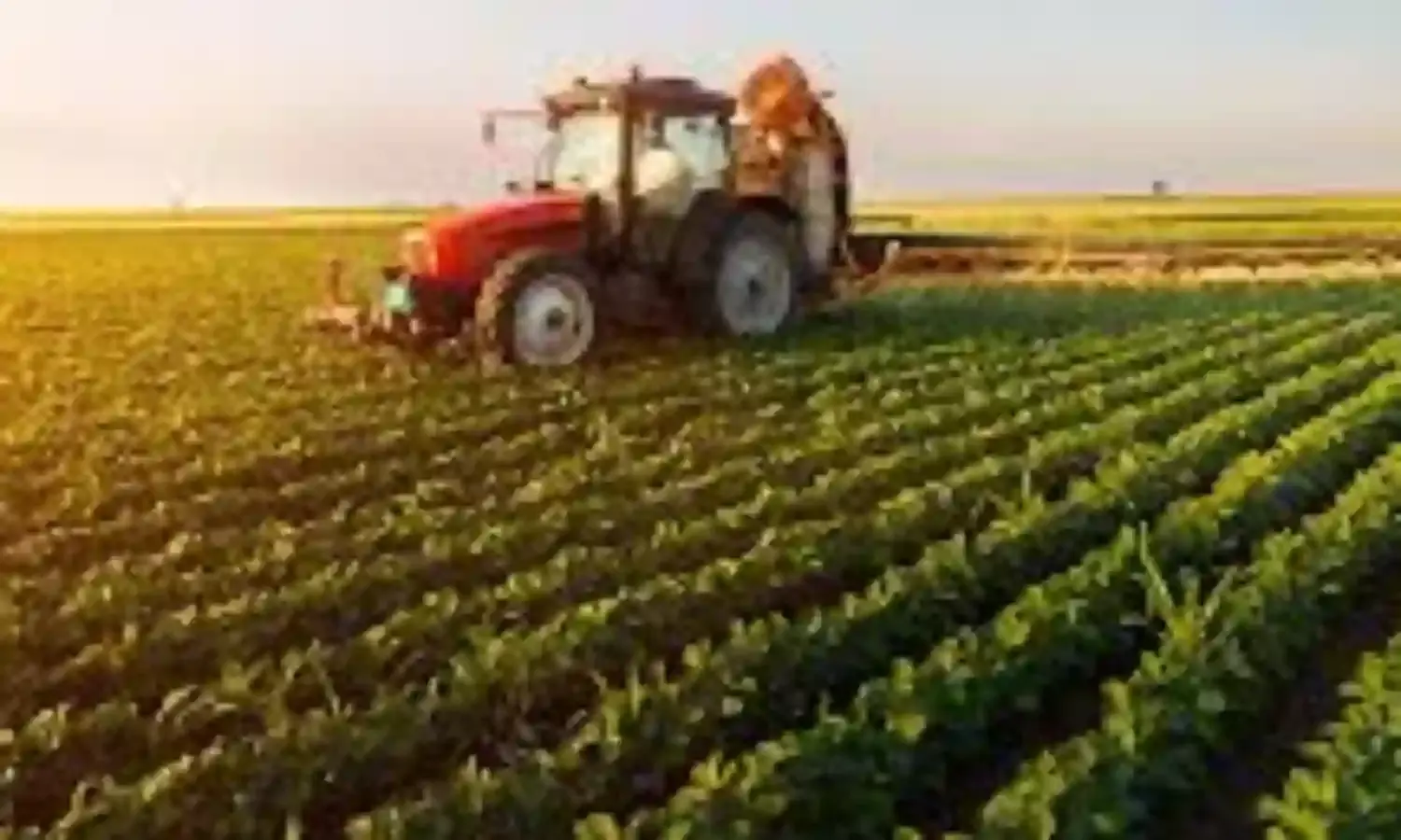 IITA project develops new potato variety to tackle malnutrition, reduce diabetes