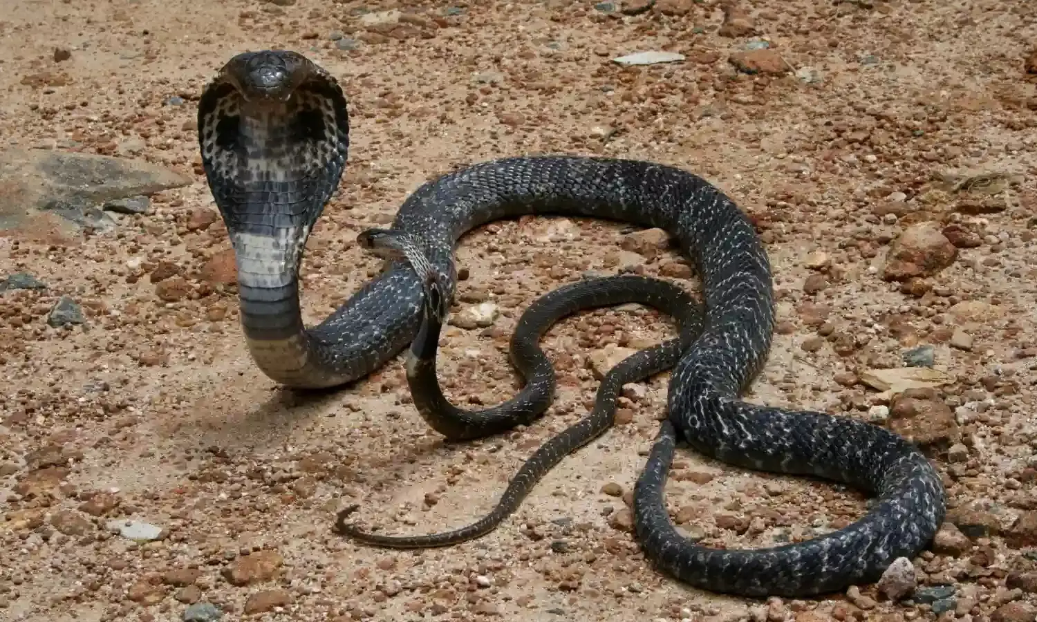 STOP SUCKING SNAKE BITE SPOT, US HEALTH WORKERS WARNS