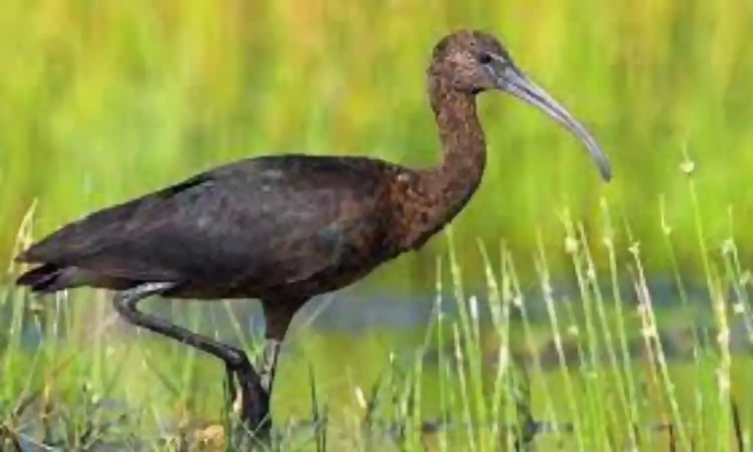 More rare animals discovered in southwest China