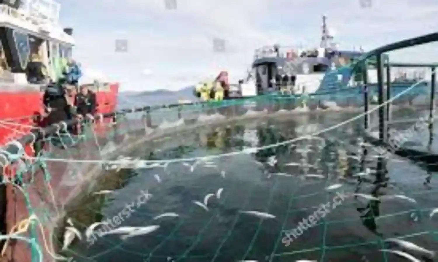Chlorine leak leaves 96,000 fish dead in a Norway salmon farm